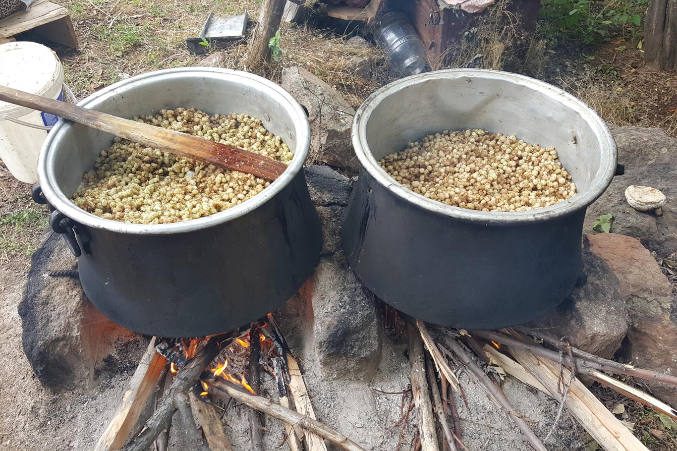 Şifa kaynağı dutun pekmeze yolculuğu Şifa kaynağı dutun pekmeze yolculuğu